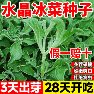 冰菜种籽水晶冰菜种子阳台盆栽庭院室外四季种植蔬菜种子大全种孑