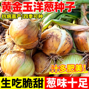 黄金玉洋葱种子四季播特大圆葱阳台葱种籽农家籽秋季蔬菜种子大全