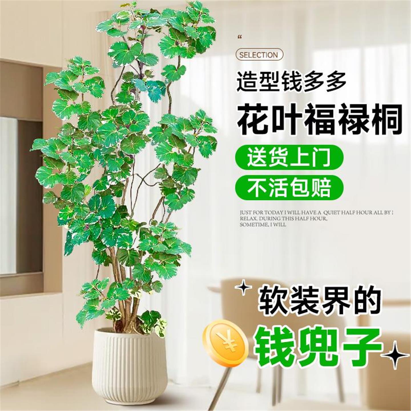 钱多福禄桐盆栽大型植物客