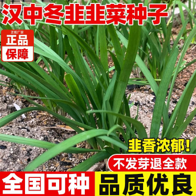 汉中冬韭韭菜种子浓香大叶