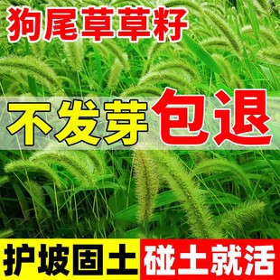 狗尾巴草种子野草种杂草种籽耐旱绿化观赏多年生护坡固土牧草草种
