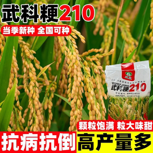 武科粳210高产水稻种籽长粒优质香米大穗长粒抗病抗倒常规稻谷种