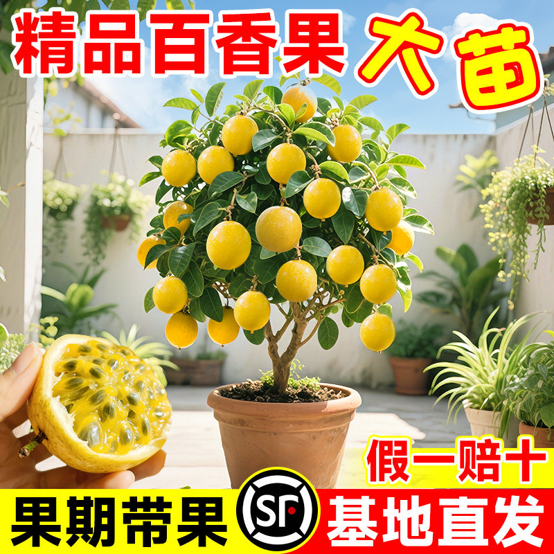 云南百香果树苗黄金钦蜜9图片