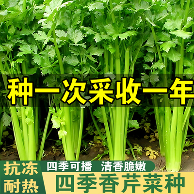 芹菜种子四季小香芹种孑阳台种植