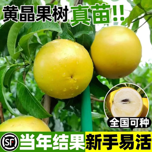 嫁接黄晶果树果苗黄金果苗久蜜冬蜜早熟盆栽四季当年结果南北方种