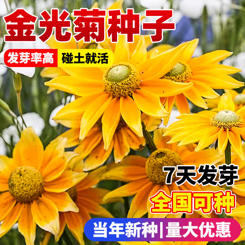 金光菊种子阳台庭院室外盆图片