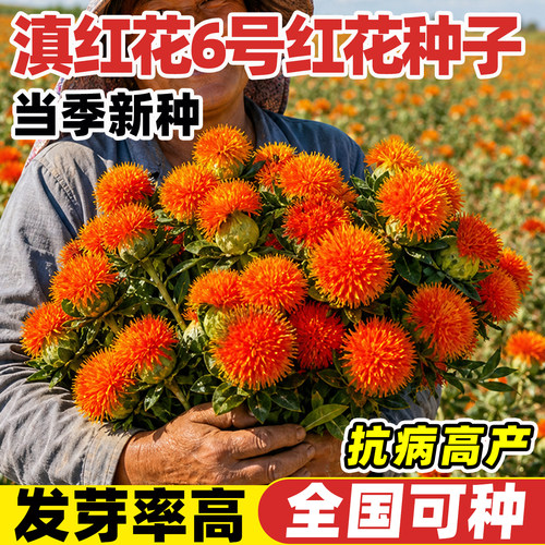 滇红花6号种子草红花药材籽无刺