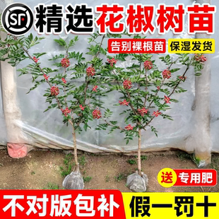 花椒苗树大红袍带土小苗盆栽老桩四川九叶青老品种花椒苗当年结果