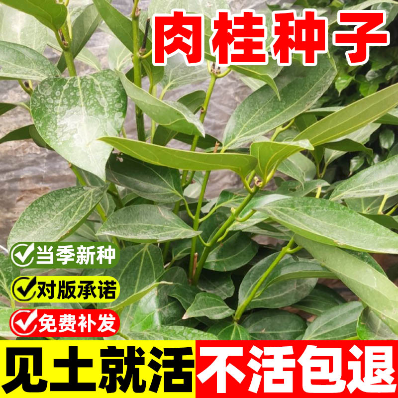 肉桂种子皮树苗广东西核包