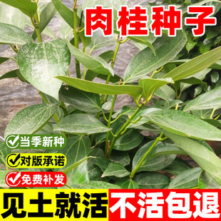 肉桂种子香叶桂皮树中药材食用大料调味香料多年南方北方种植种子