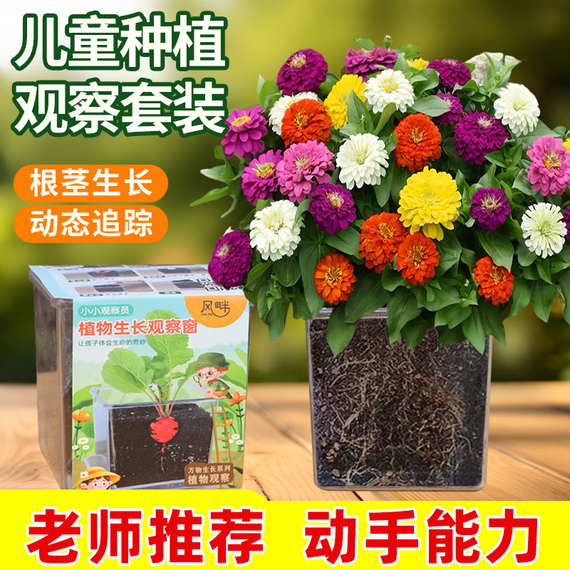 儿童种植观察小盆栽四季开花百日草种子学生实验向日葵太阳花种籽