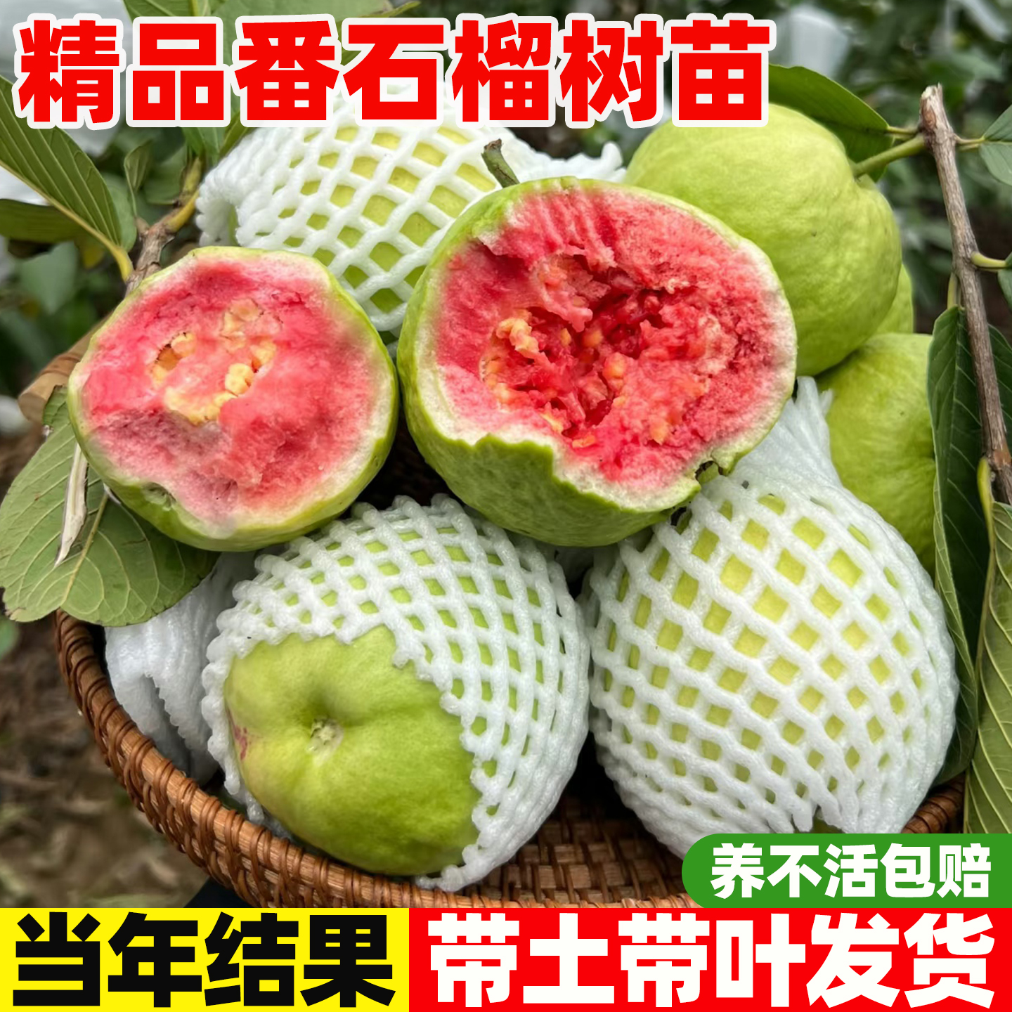 番石榴树苗芭乐红心果树果苗嫁接四季南北方种植庭院盆栽地栽果树