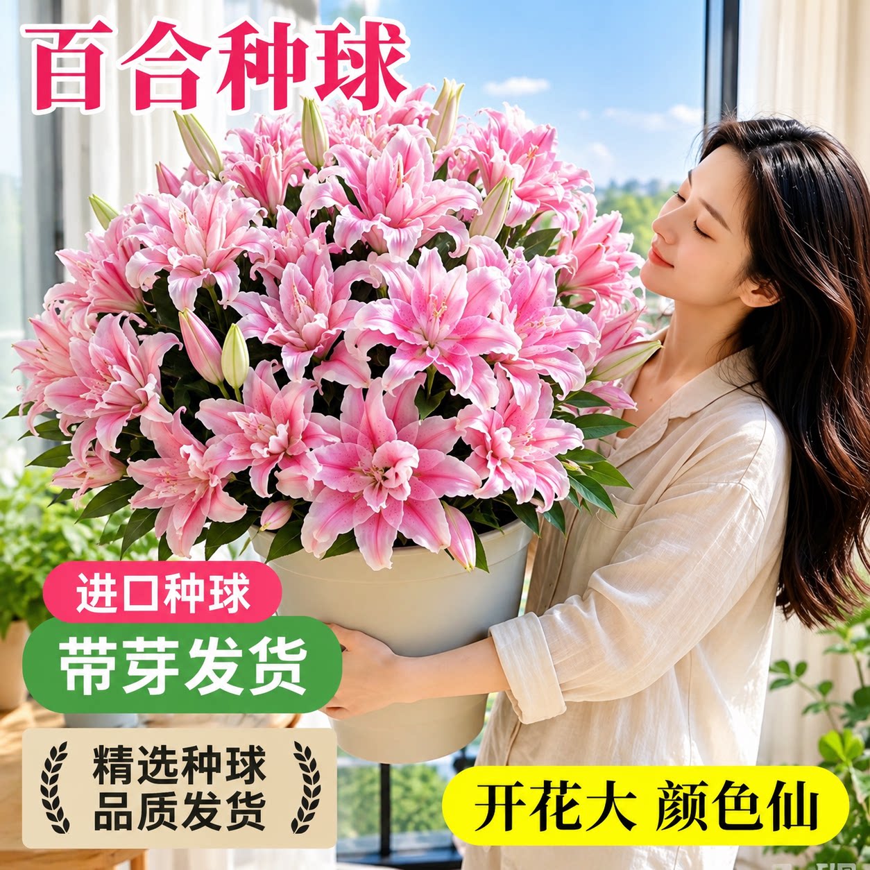 百合种球香水百合种球庭院观赏荷兰重瓣多头带芽室内桌面盆栽绿植