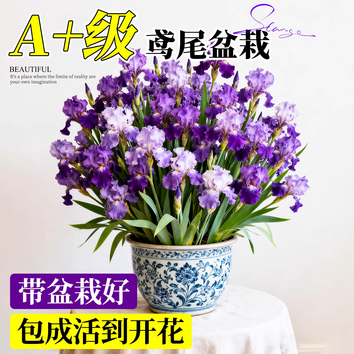 德国鸢尾花苗盆栽种球室内外庭院开花庭院鲜花花卉绿植物四季耐寒