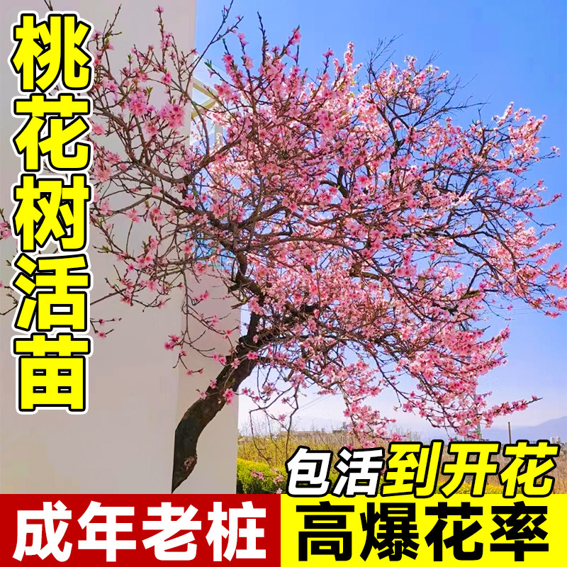 桃花树活苗观赏桃花树苗盆栽四季