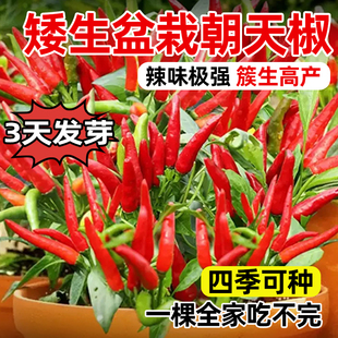 矮生盆栽朝天椒种籽四季播种易成活小米辣种子庭院阳台盆栽麻辣椒