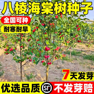 八棱海棠树种子四季播嫁接苹果树果树种砧木易活西府垂丝海棠北美