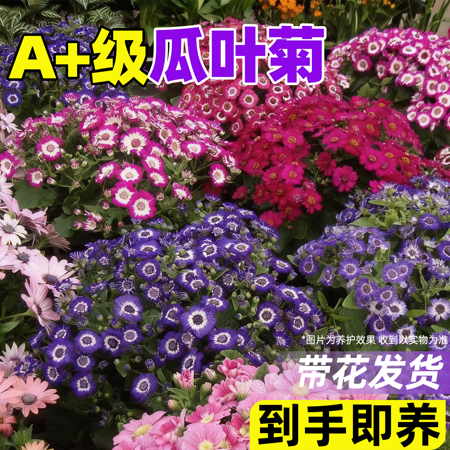 瓜叶菊盆栽菊花苗带花阳台花园好养易成活花卉冬季年宵花耐寒植物