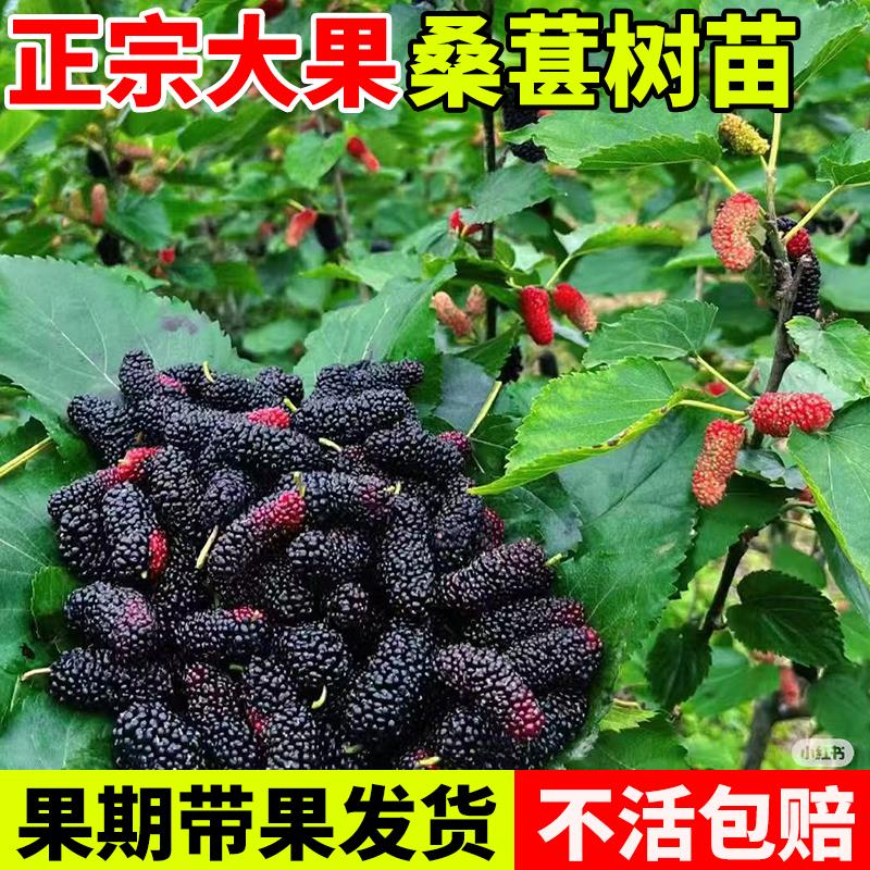 桑葚树苗大果盆栽白长果桑椹叶树南北方四季树莓苗水果树果苗大全