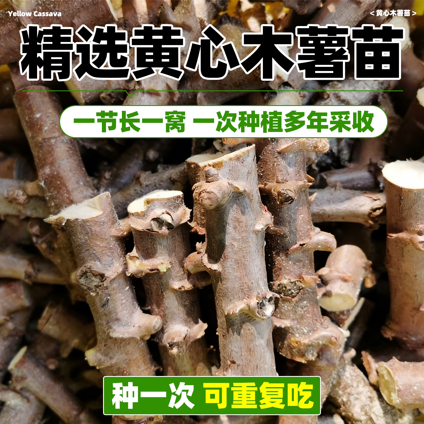 黄心木薯苗四季种植抗病早熟高产图片