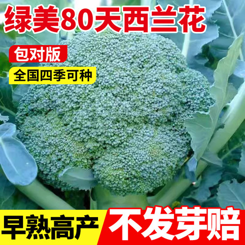 西兰花种子有机花菜种子花椰菜种