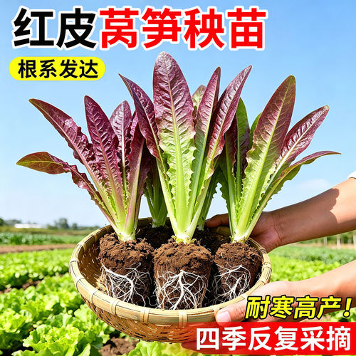 带土四季罗汉青皮青肉莴苣苗种子