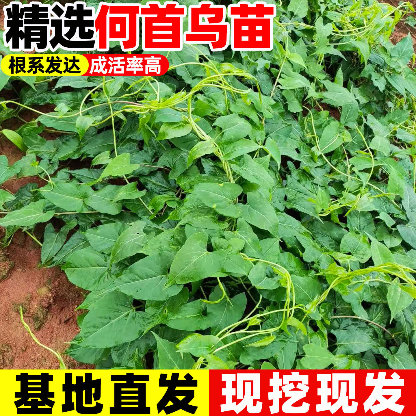 何首乌苗何首乌盆栽爬藤风水盆景苗中草药种植苗耐寒何首乌种植苗