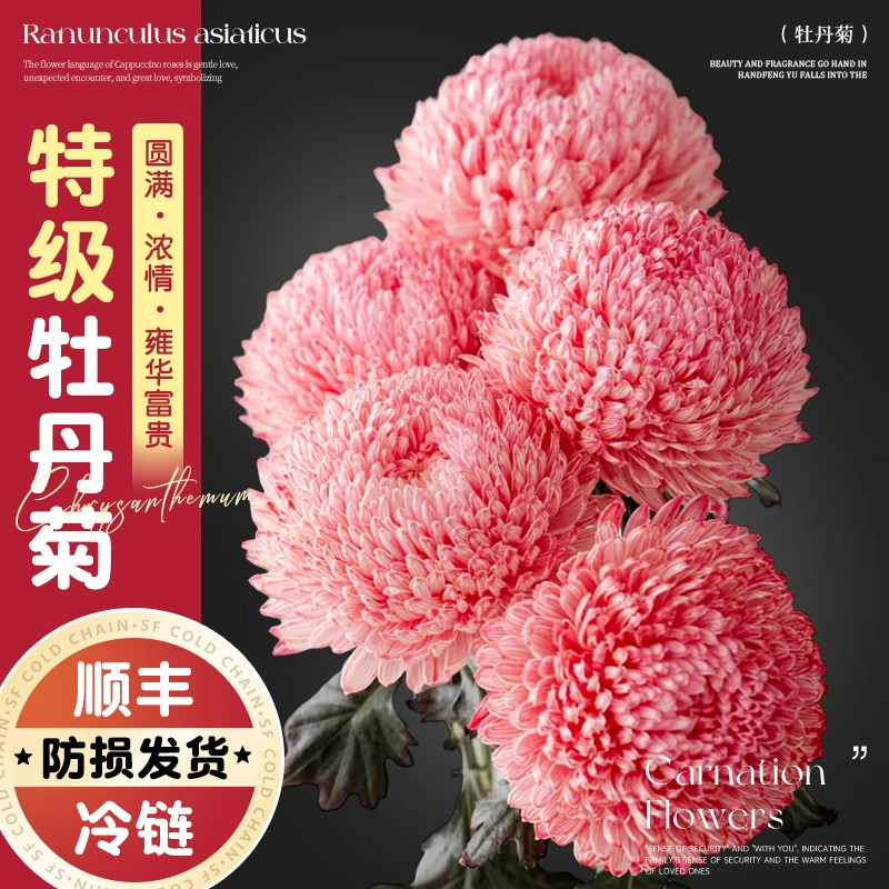 特级牡丹菊花青花瓷鲜切花卉吸色菊家用插花水养水培真花期长花束