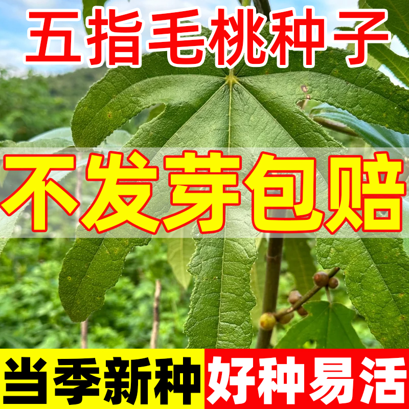 正宗广西五指毛桃种子五叉虎中药