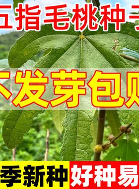 正宗广西五指毛桃种子五叉虎易成活七指种苗南北方四季种植中药材