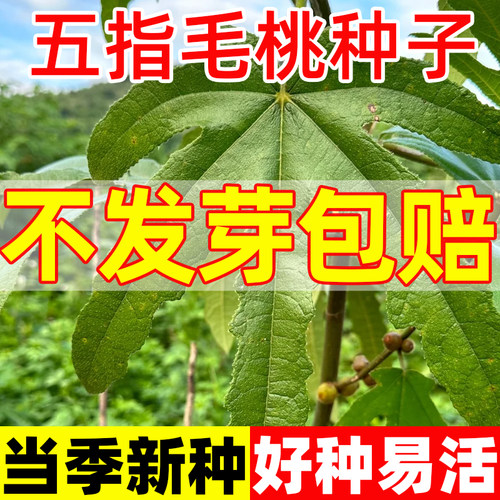 正宗广西五指毛桃种子五叉虎中药
