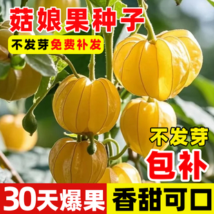 菇娘果种子种孑洋姑娘果苗水果甜菇娘果种籽种苗大菇娘籽东北浆果