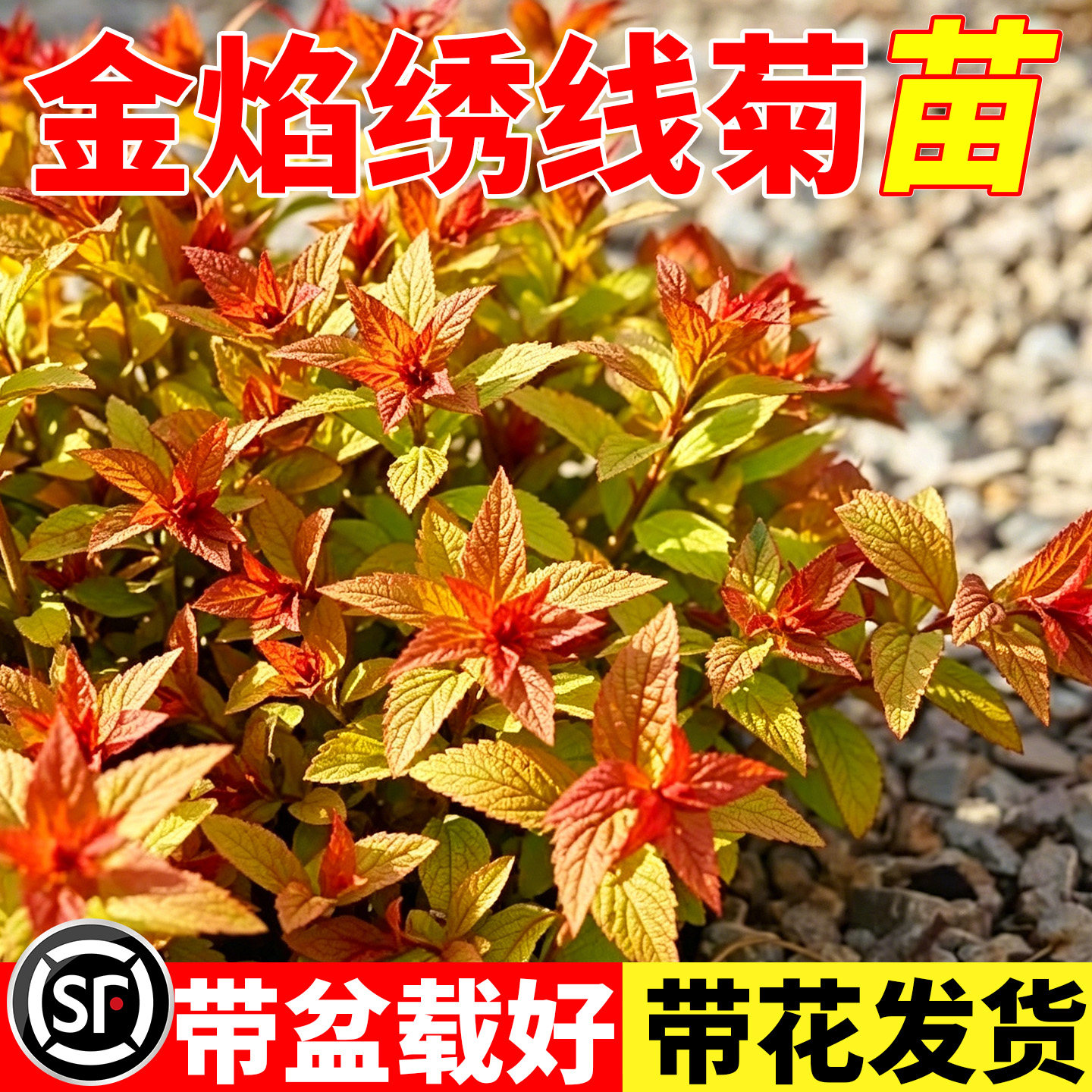 金焰绣线菊花苗花园花镜多年生耐图片