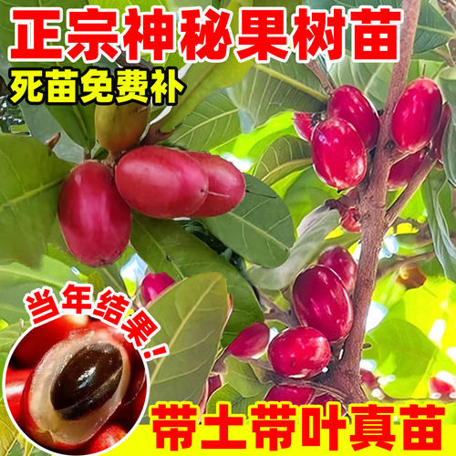 神秘果树苗四季好养当年结
