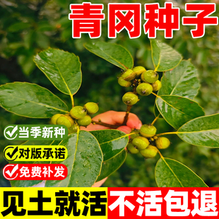 青冈种子青冈栎紫心木种籽四季种植易活庭院绿化景观槲栎气象树苗