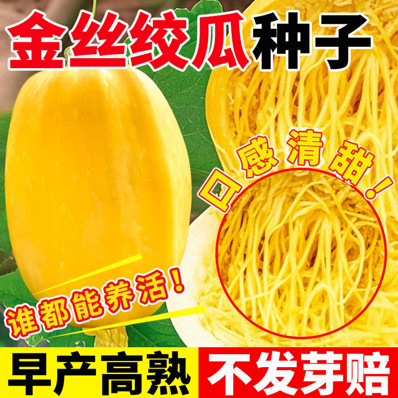 金丝绞瓜种子孑正宗薄皮搅瓜种籽四季蔬菜庭院阳台种天然食用粉丝
