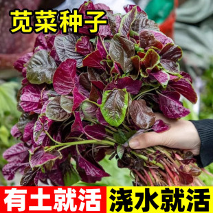 种植大全蔬菜种孑家庭阳台种植盆栽菜种籽 苋菜种籽红苋菜种子四季
