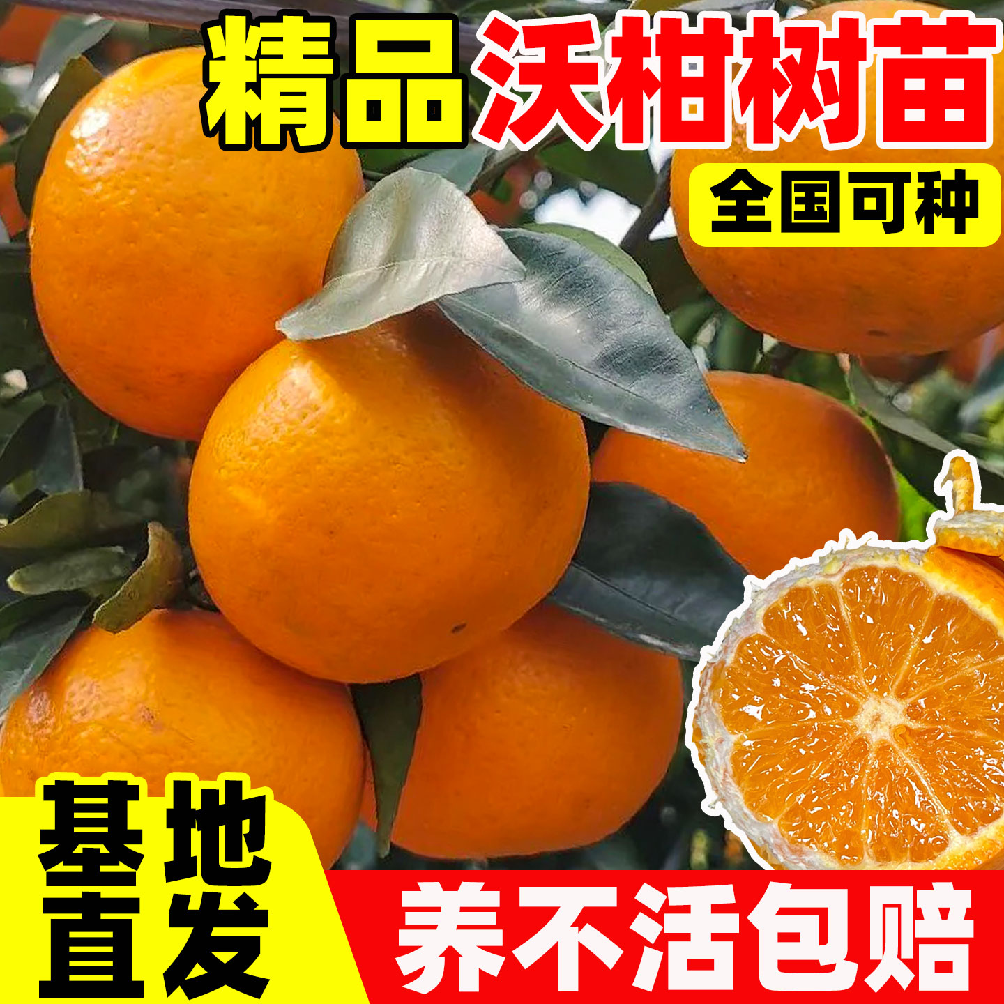 广西沃柑树苗沙砂糖橘子果
