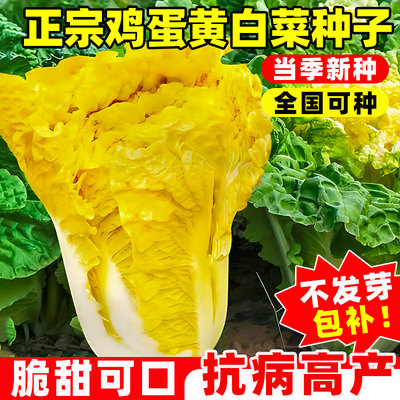 正宗鸡蛋黄白菜种子耐热黄心