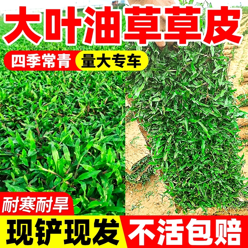 大叶油草皮带泥土耐阴耐旱耐