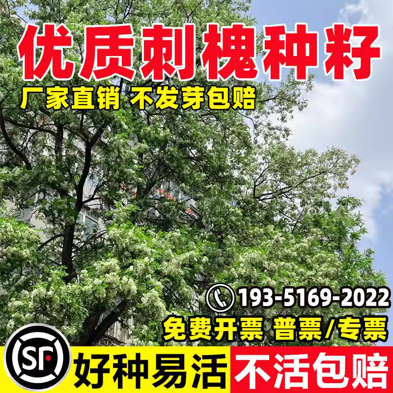 刺槐种子白花刺槐树香花槐紫穗槐洋槐蜜蜂采蜜槐花黄花槐树草种籽