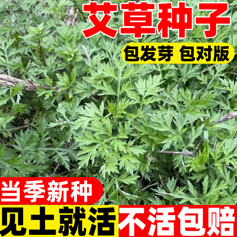 艾草种子艾叶靳野生香端午艾草苗食用青团艾蒿青蒿种籽四季驱蚊草