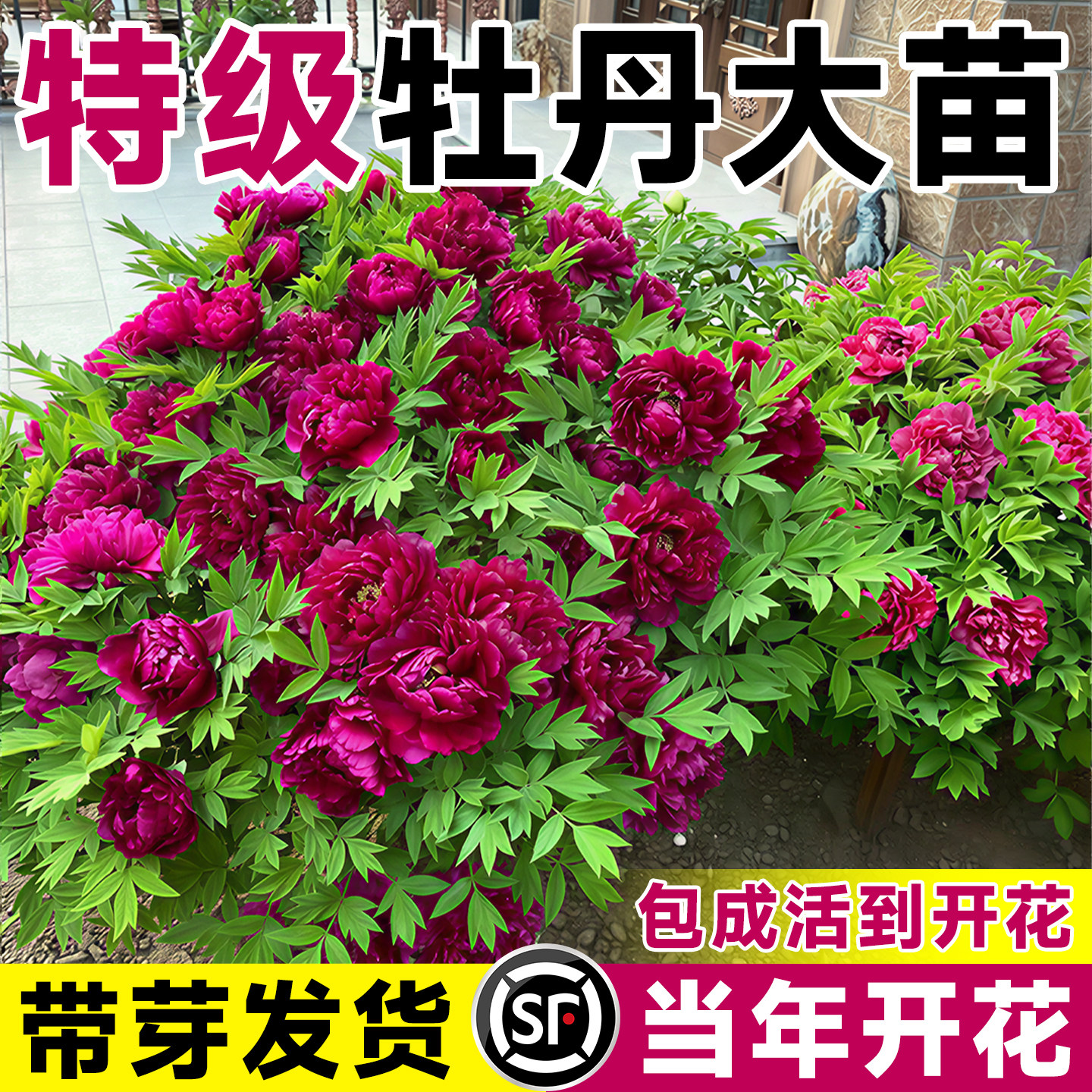 牡丹花树苗盆栽带花苞正宗洛阳名图片
