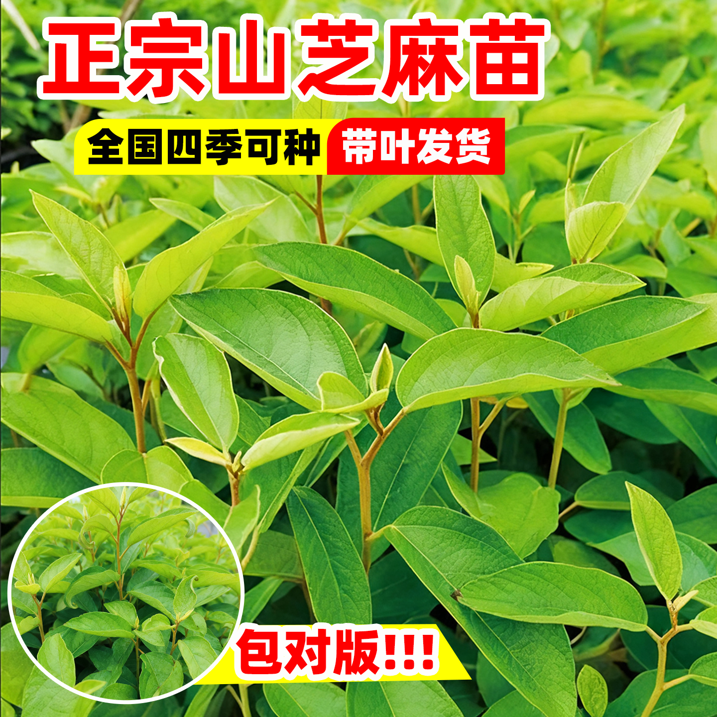 山芝麻种苗正宗中药材苗四季种植
