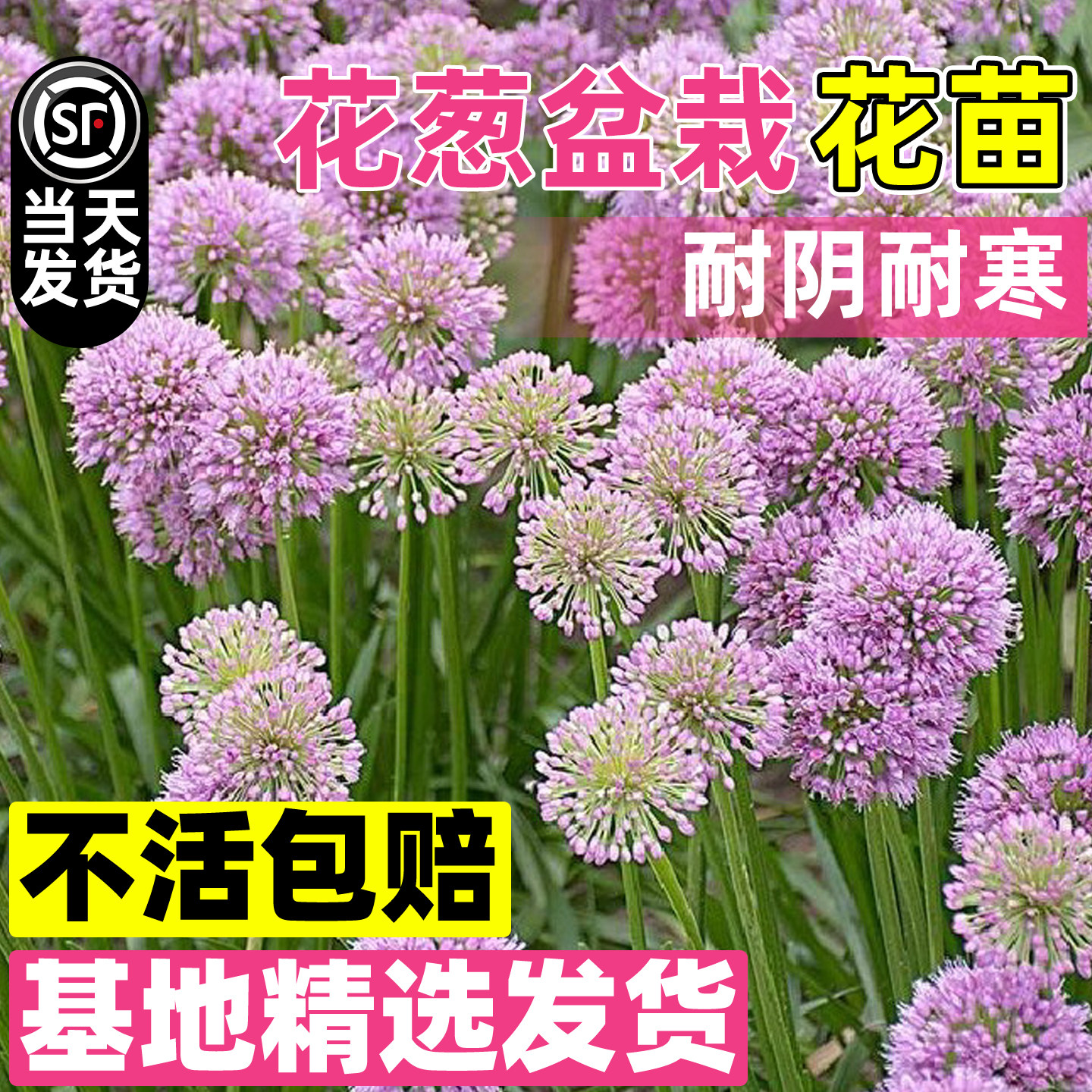 花葱盆栽多年生成品盆栽花苗阳台花园花镜植物耐热耐寒大小花葱苗