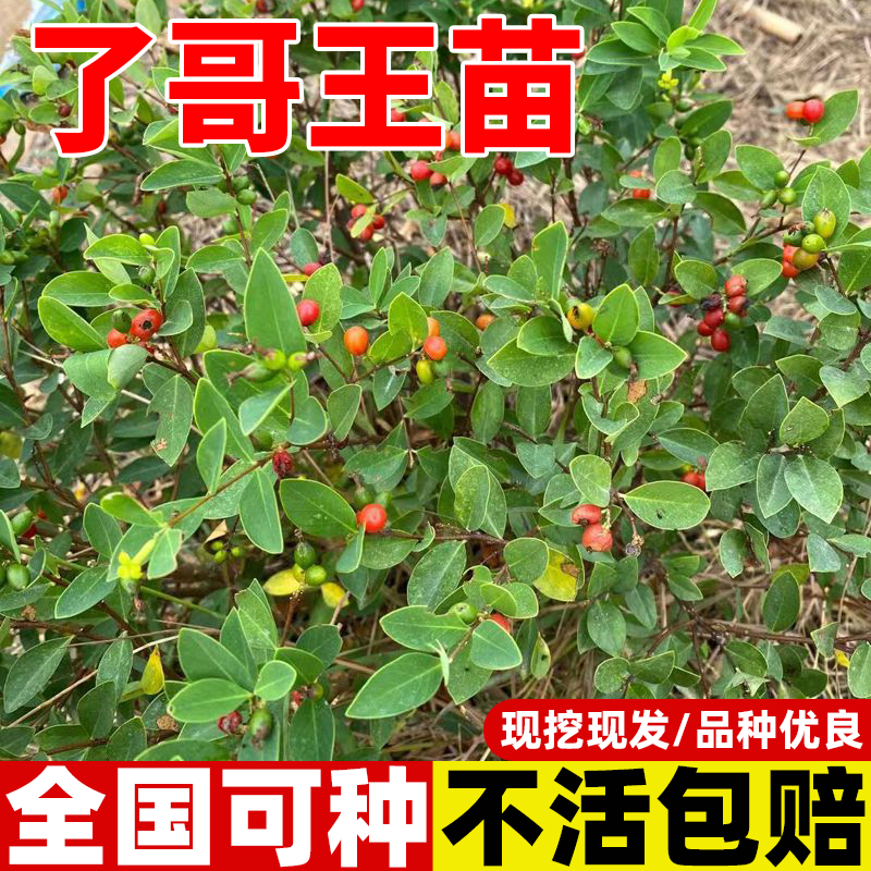 广西正宗了哥王种苗南岭荛