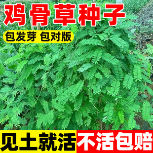 鸡骨草种子野生可食药用夏季地栽植物籽庭院阳台好养爬藤绿植耐热