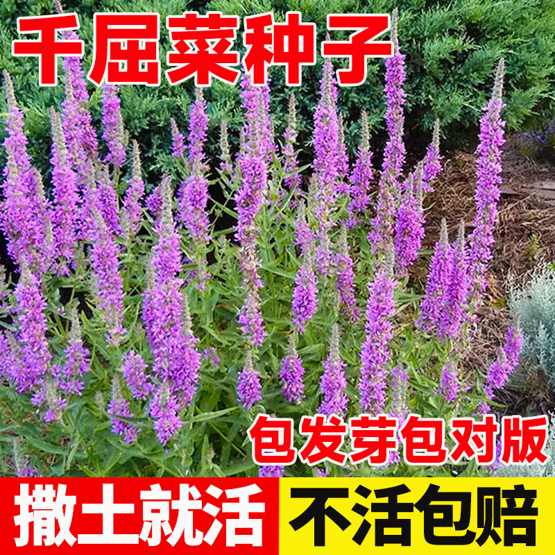 千屈菜种子水生栽培植物枝图片