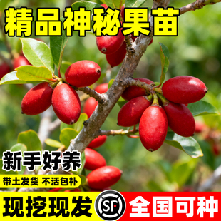神秘果果树果苗四季阳台庭院盆栽地栽云南神秘果树苗鲜果乾变味果