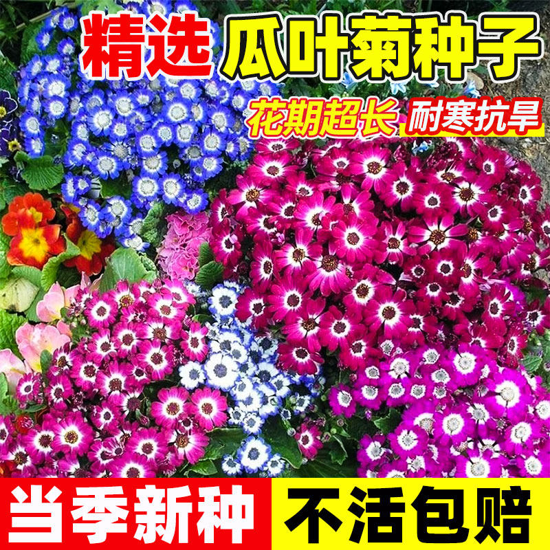 瓜叶菊花种籽子四季播大花易种花卉观花植物混合阳台盆栽开花种子